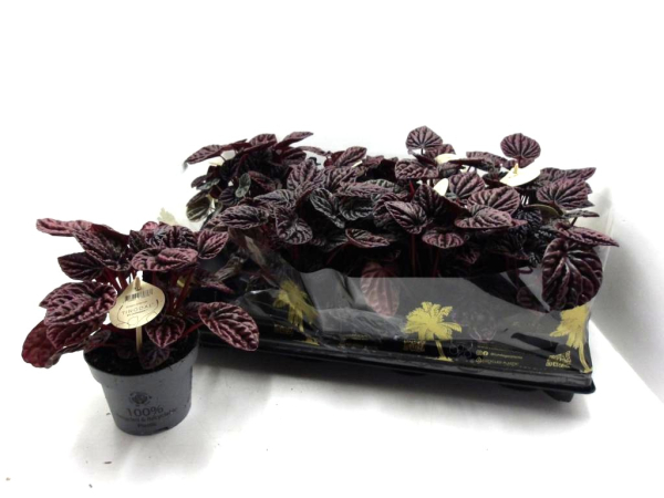 Peperomia "Red Luna"