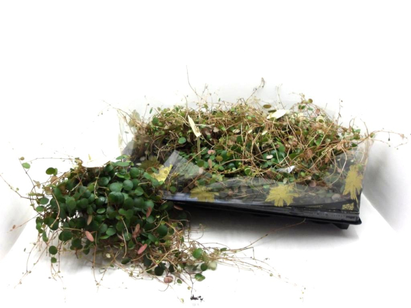 Peperomia "Peppershot"