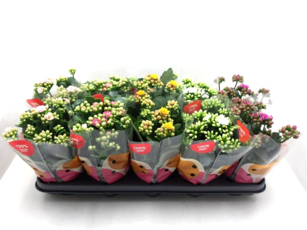 Kalanchoe  gefüllt Mix
