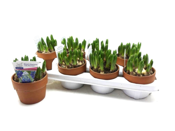 Muscari "Mountain Lady" Tontopf