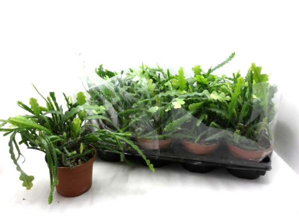 Epiphyllum anguliger