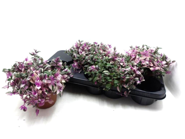 Tradescantia  flum. 'Quadricolor'