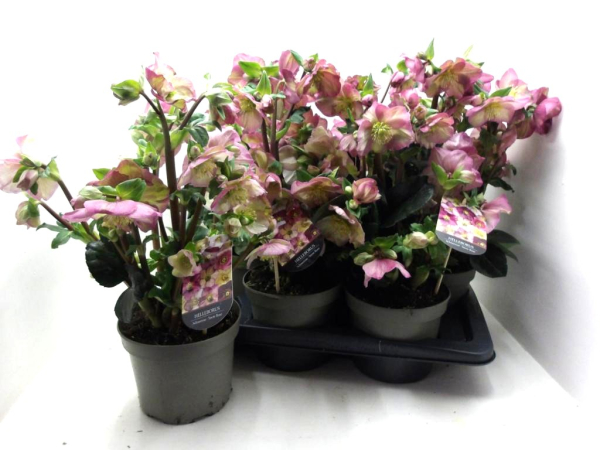 Helleborus rosa