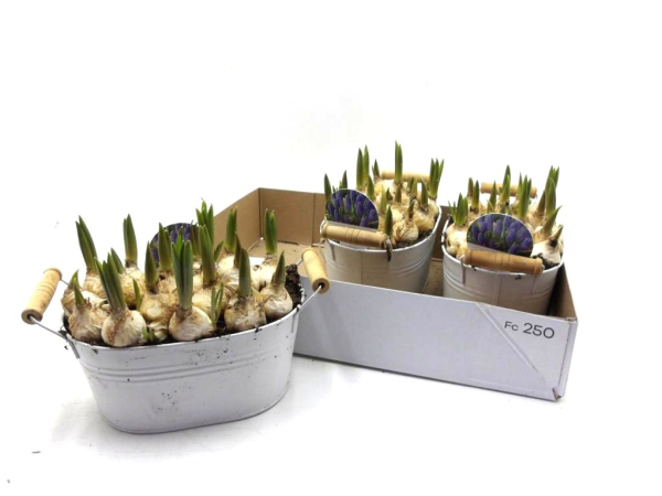 Muscari in Blechschale weiß