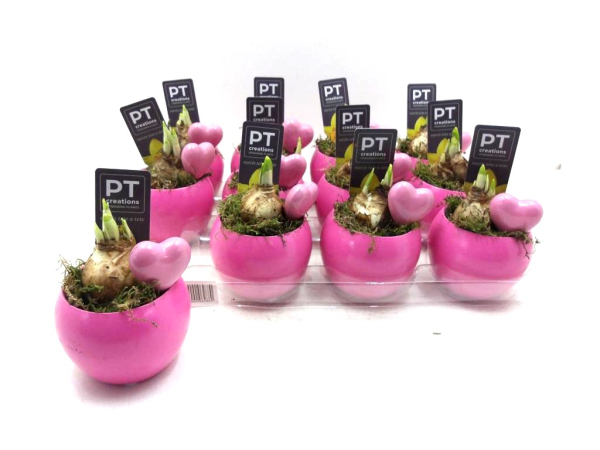 Narcissus in Keramik pink