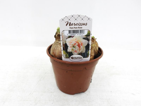 Narcissus  "Pom Pom Rose"