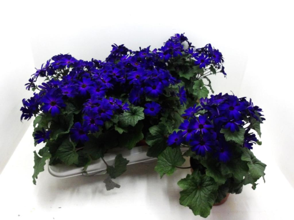 Senetti-Pericallis cr. blau