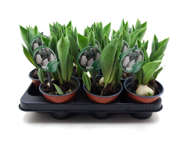 Tulpe "Triumph" weiß