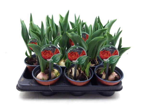 Tulpe "Duft" orange gefüllt