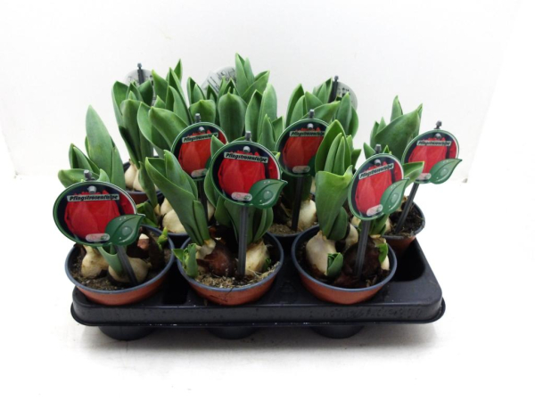 Tulpe "Pfingstrosentulpe" rot