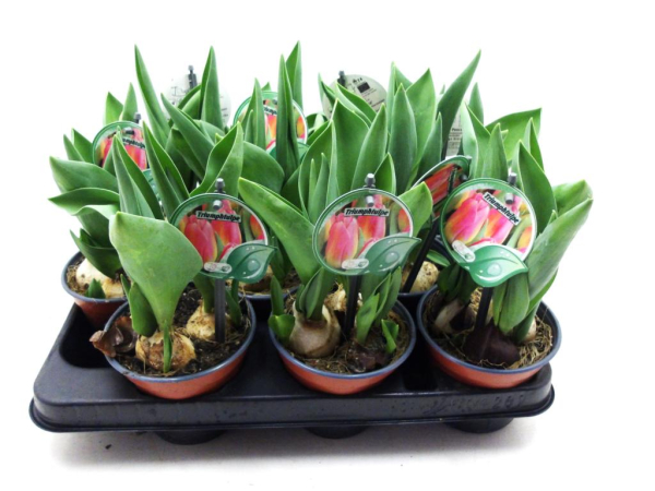 Tulpe "Triumph" lachs
