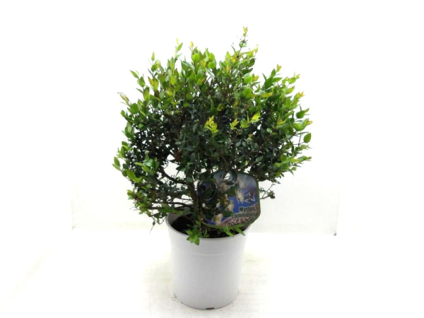 Myrtus communis Busch