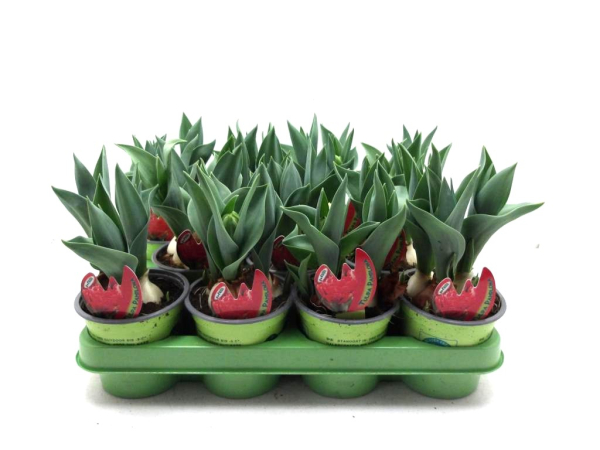 Tulpe  rot gefüllt "Pamplona"