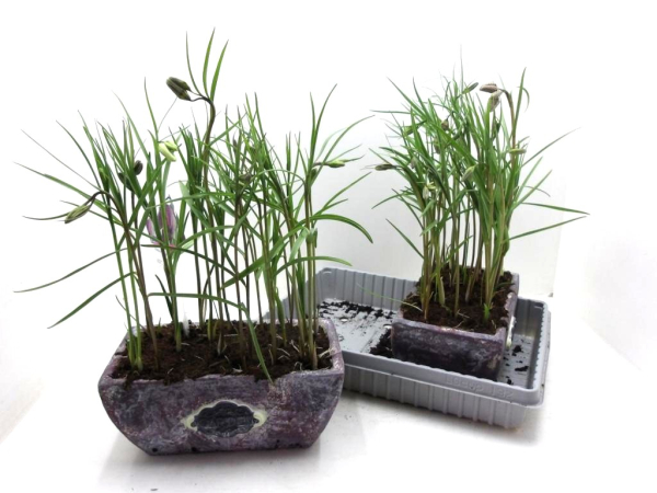 Fritillaria in Steinschale rot