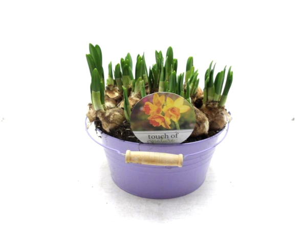 Narzissen in Blechschale lila