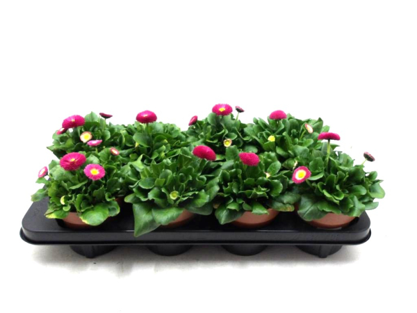 Bellis perennis rosa