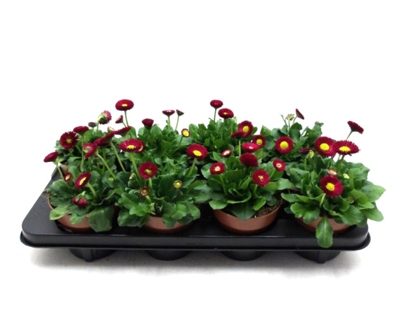 Bellis perennis rot