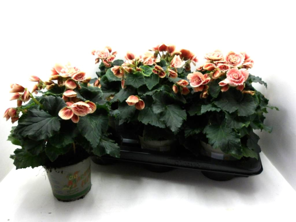 Begonia elatior rosa-weiß gefüllt "Borias"