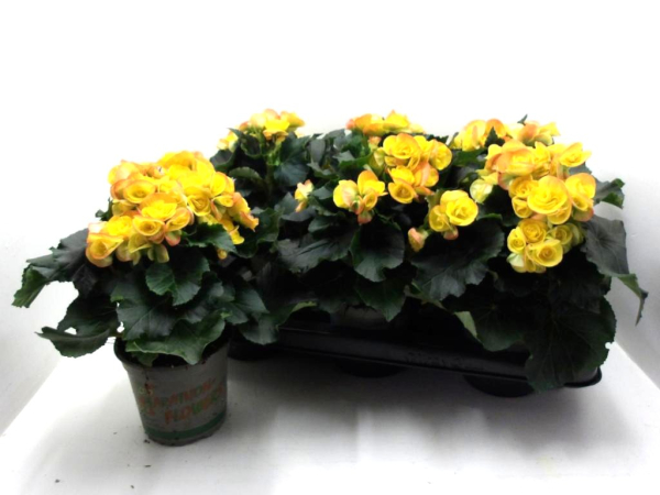 Begonia elatior gelb-orange