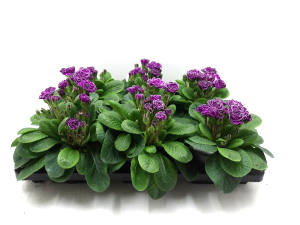 Primula "Belarina" lila