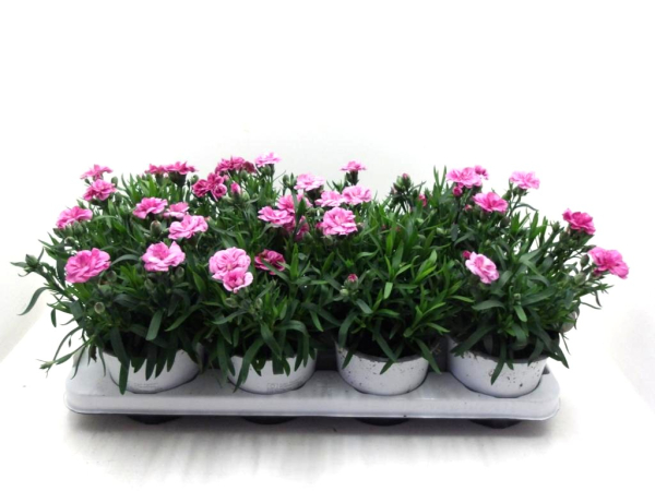 Dianthus caryophyllus pink