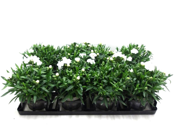 Dianthus caryo. weiß