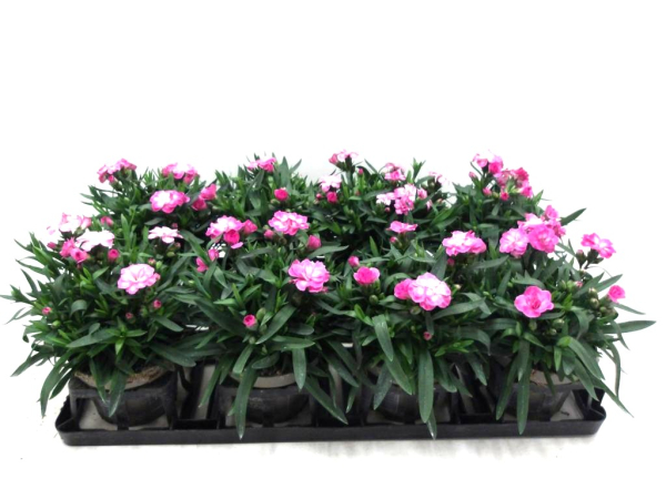 Dianthus caryo. pink