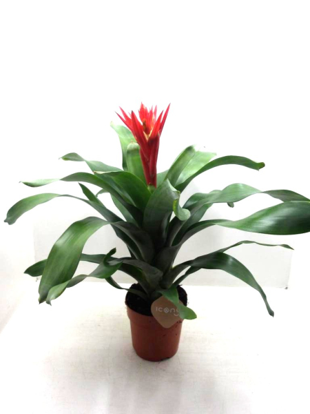 Aechmea 'Rozanne Red'