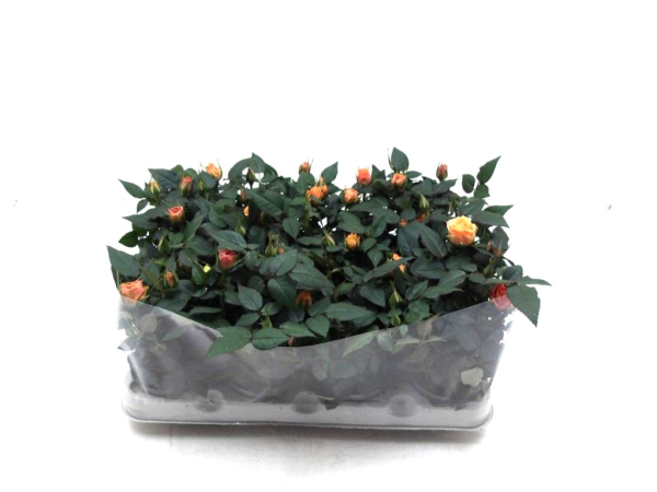 Mini Rosen orange