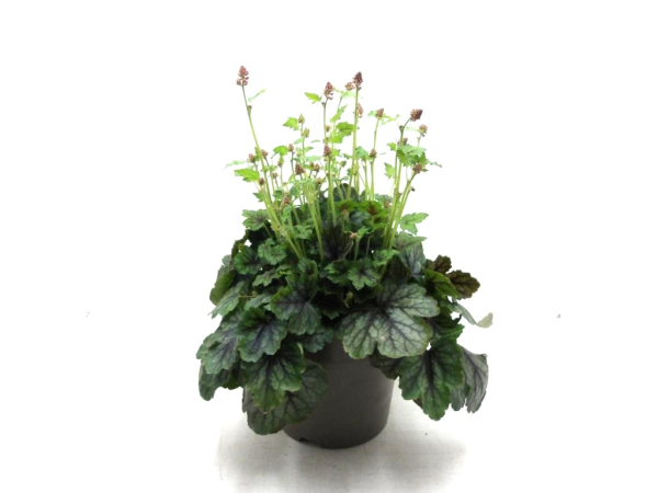 Heuchera Kübel