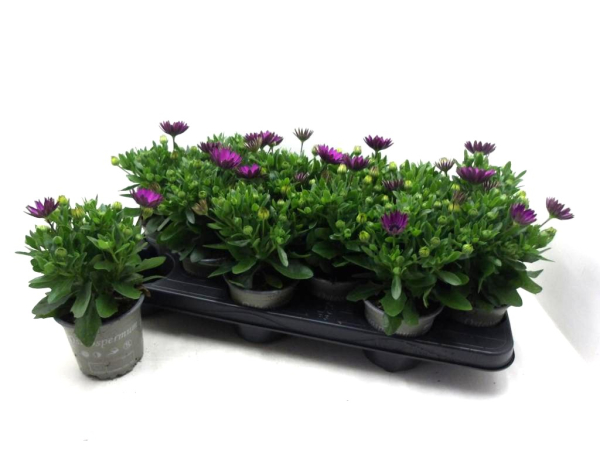 Osteospermum lila