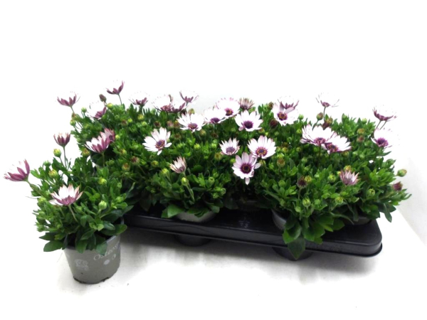 Osteospermum Weißtöne