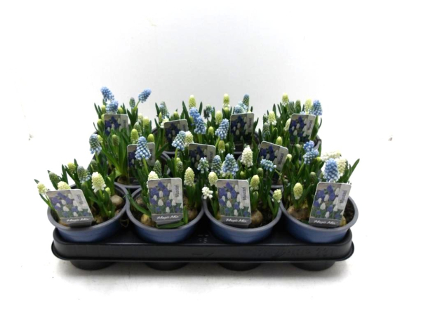 Muscari Twin
