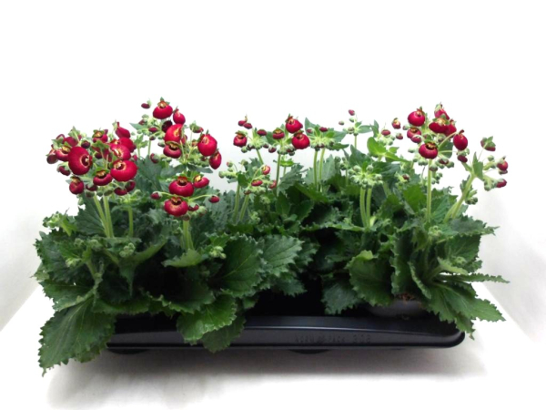 Calceolaria "Calynopsis" rot