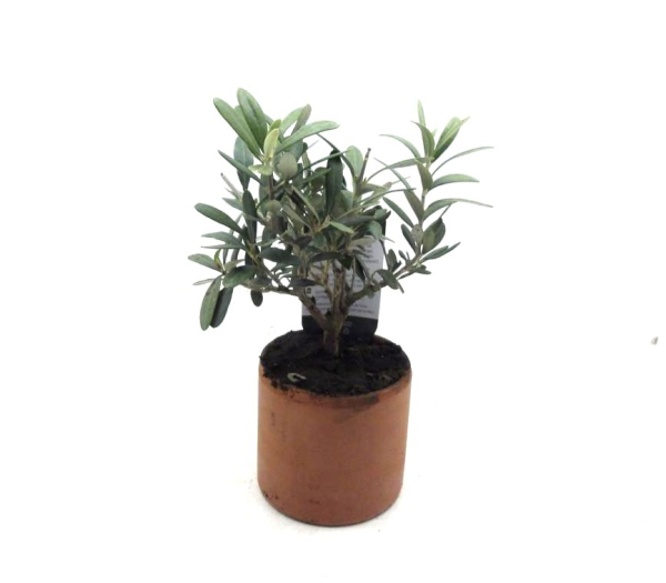 Olea in Tontopf