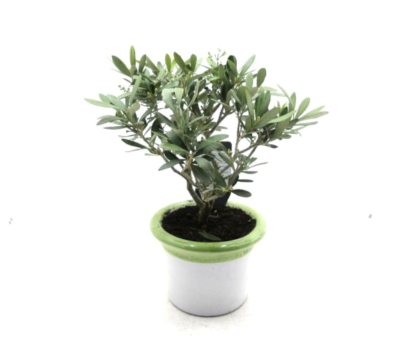 Olea in Keramik grün-weiß