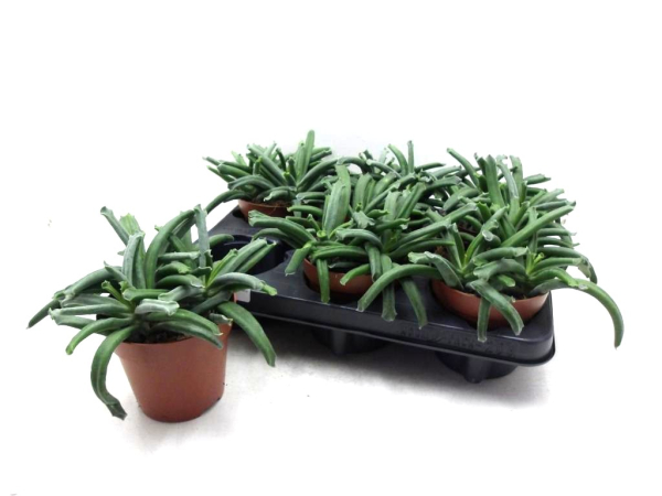 Cotyledon 'Elephants Trunk'