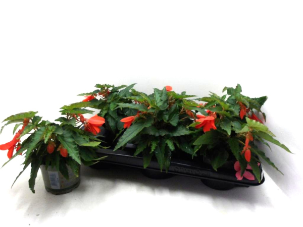Begonia "Wasserfall" orange