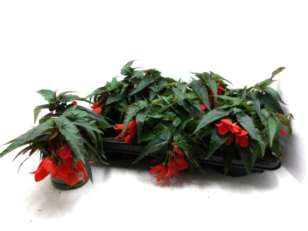 Begonia "Wasserfall" rot