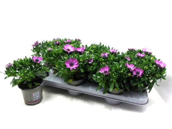 Osteospermum Rosatöne