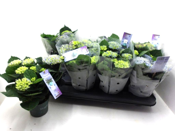 Hydrangea "Magical" midi blau