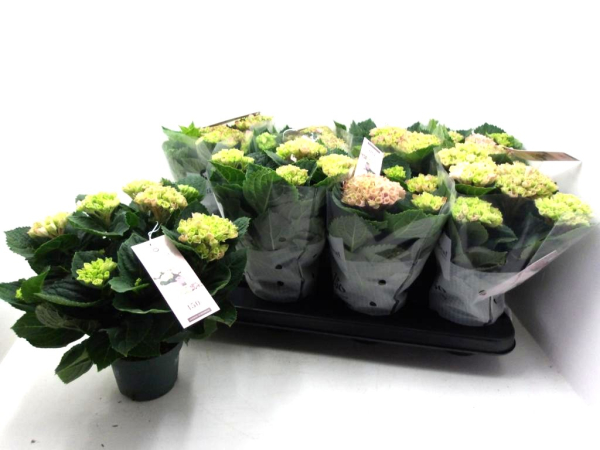 Hydrangea "Magical" midi rosa