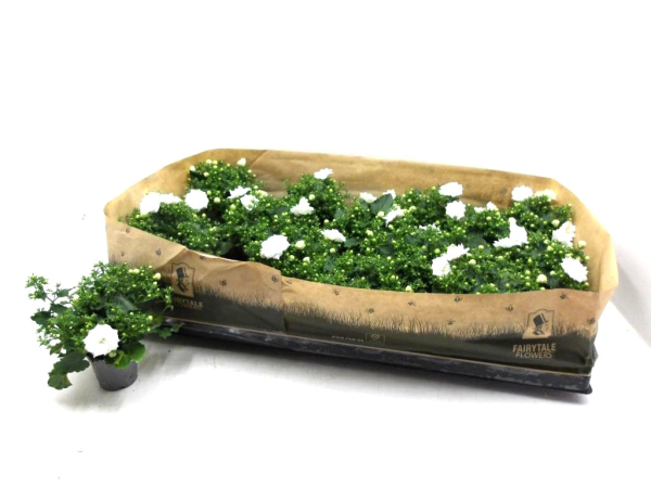 Mini Campanula "Like Mee" weiß