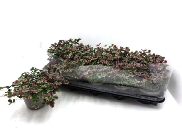 Trifolium rot-grün