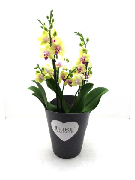 Phalaenopsis "Duetto" 4 Rispen gelb
