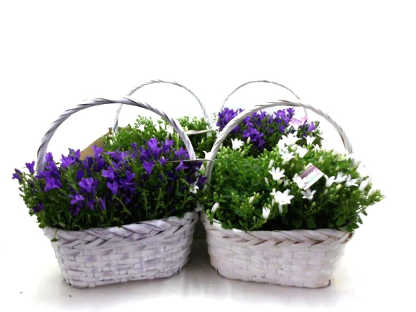 Campanula im Korb