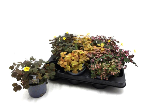 Oxalis Mix