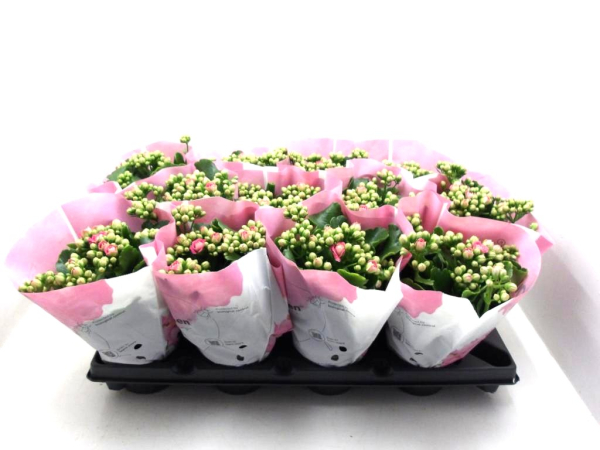 Kalanchoe gefüllt pink