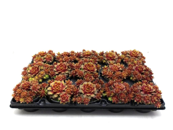 Sempervivum "Gold Nugget"