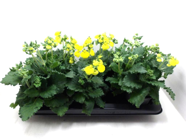 Calceolaria "Calynopsis" gelb